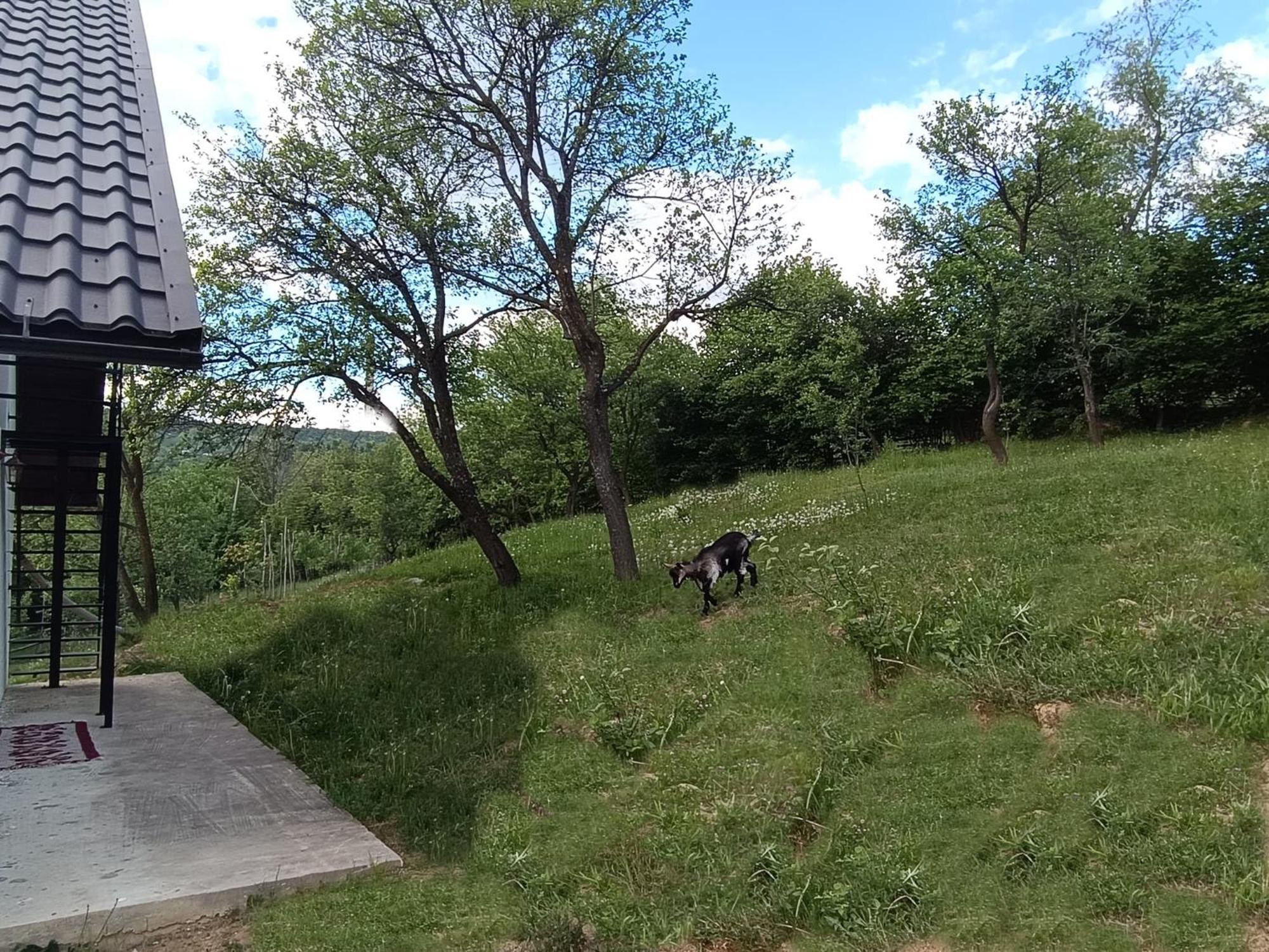 Casuta Din Livada Villa Moisei Dış mekan fotoğraf